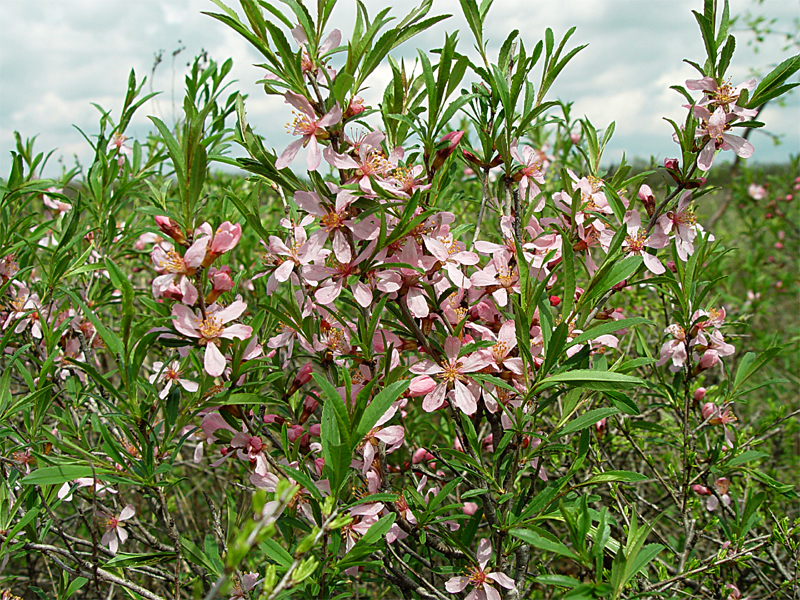 Изображение особи Amygdalus nana.