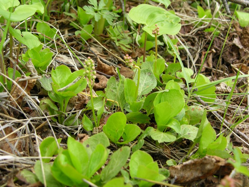 Image of Orthilia secunda specimen.