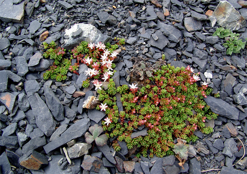 Image of Sedum stevenianum specimen.