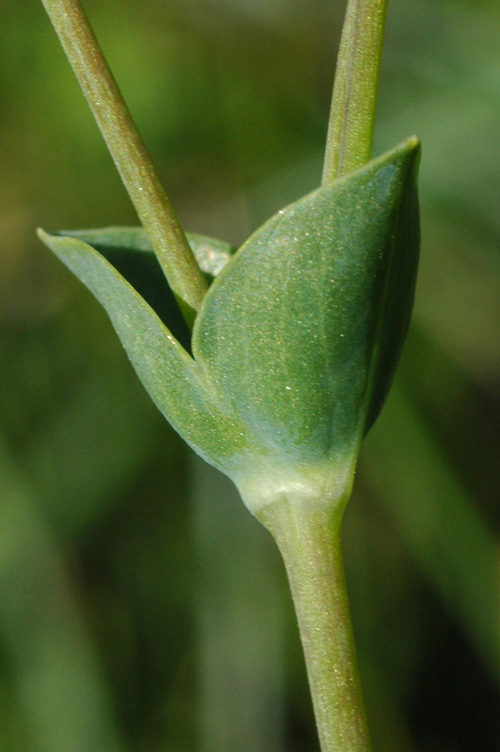 Image of Cerastium perfoliatum specimen.