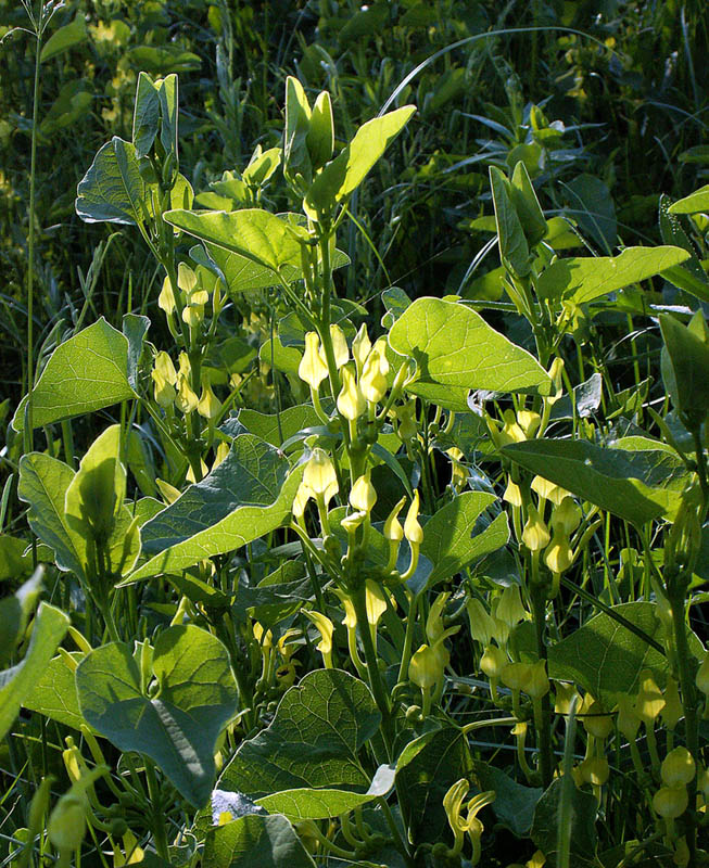 Изображение особи Aristolochia clematitis.