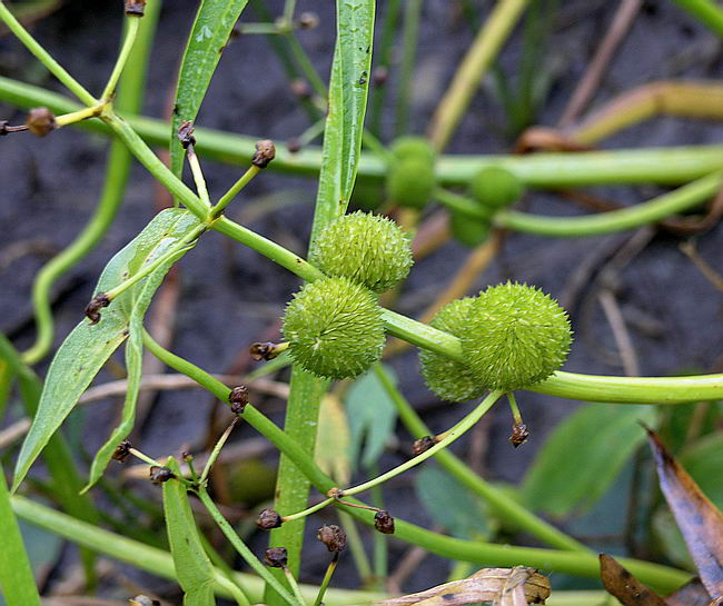 Image of Sagittaria sagittifolia specimen.