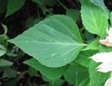 Salvia splendens. Лист (белоцветковый культивар). С.-Петербург, клумба. 22 сентября 2009 г.