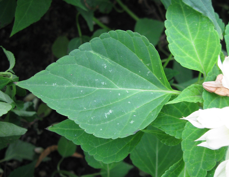 Image of Salvia splendens specimen.