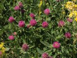 Trifolium medium. Верхушки побегов с соцветиями. Белгородская обл., пос. Борисовка, остепнённый луг. 01.07.2009.