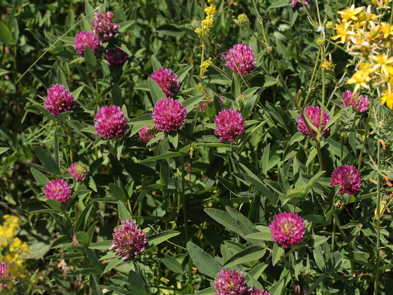 Image of Trifolium medium specimen.