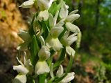 Dactylorhiza romana