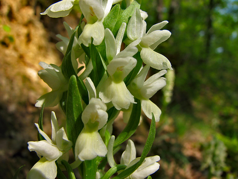 Image of Dactylorhiza romana specimen.