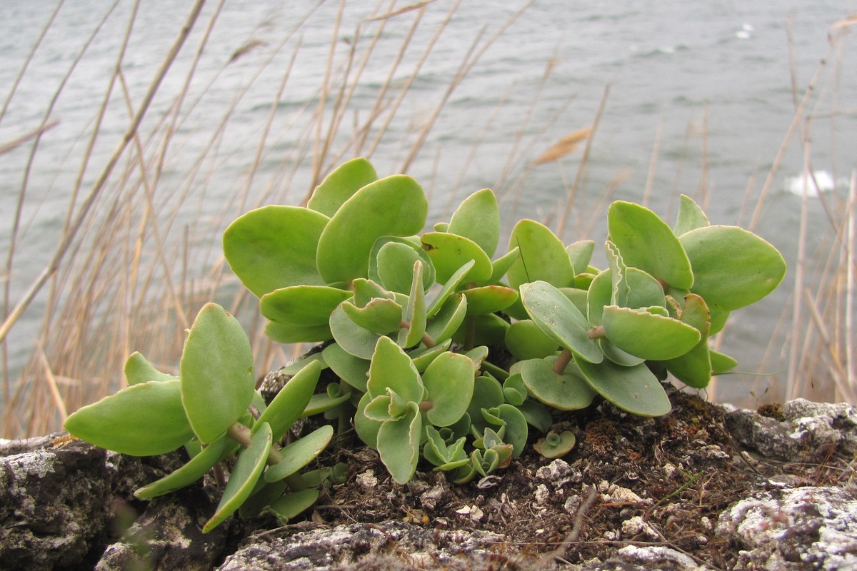 Image of Hylotelephium stepposum specimen.