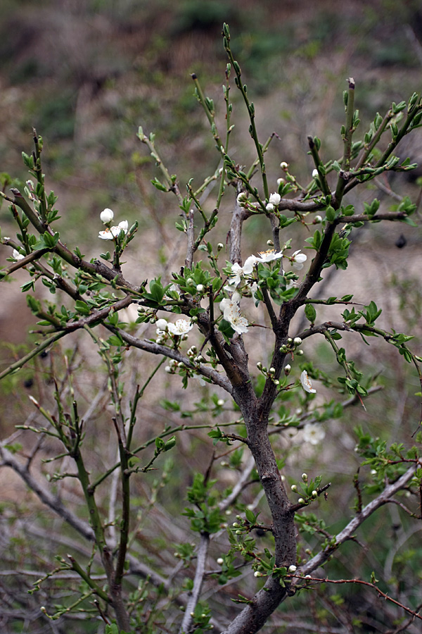 Image of Malus sieversii specimen.