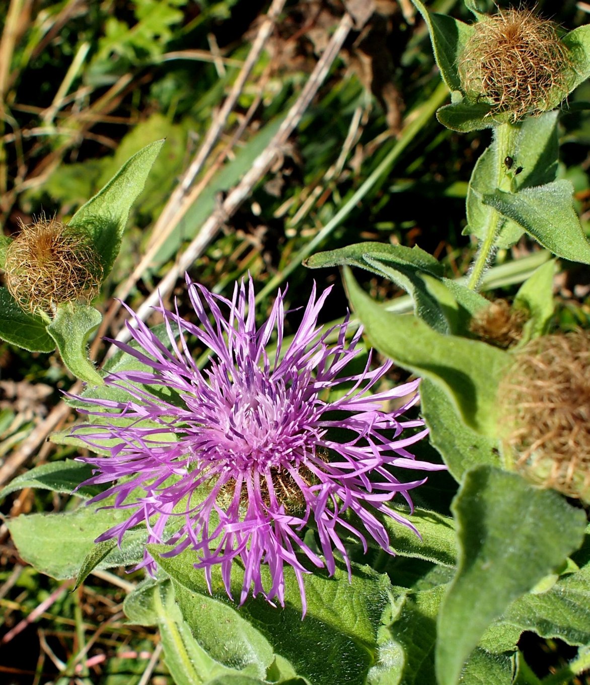 Image of Centaurea abnormis specimen.