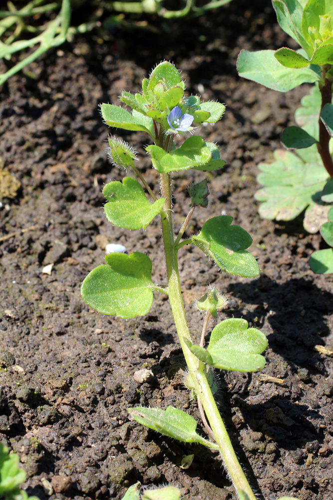 Изображение особи Veronica hederifolia.