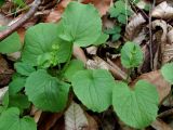 Doronicum orientale. Растения с бутонизирующими соцветиями. Краснодарский край, Сочи, окр. Адлера, широколиственный лес. 28.02.2015.