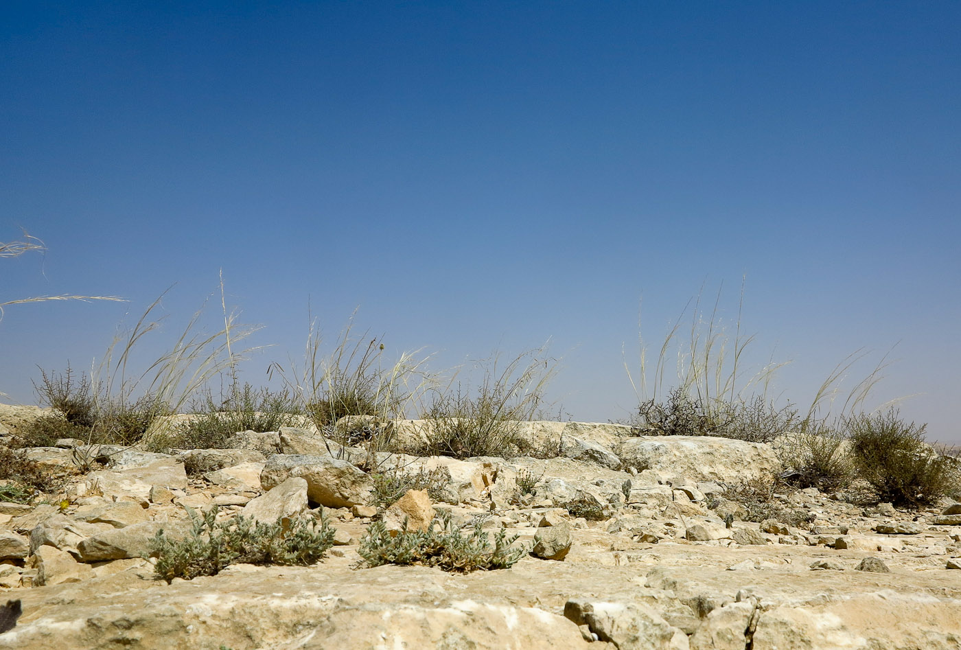 Image of Stipa arabica specimen.