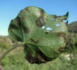 Ipomoea purpurea. Поражённый лист (вид снизу). Краснодарский край, Сочи, окр. Хосты, рудеральное место. 26.10.2015.