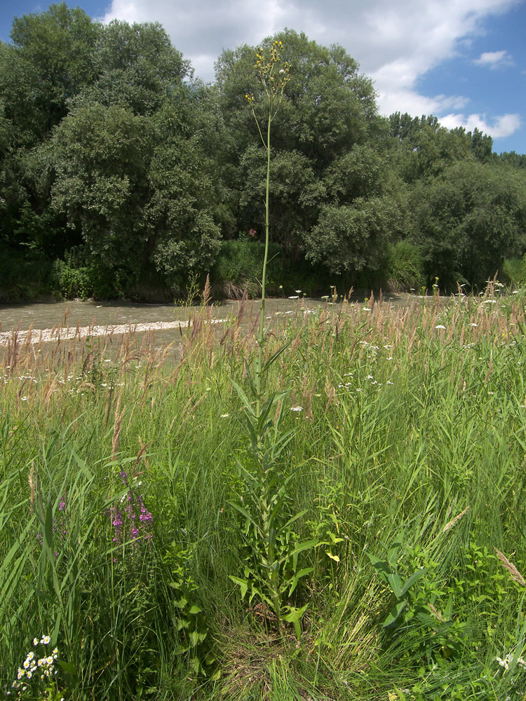 Image of Sonchus palustris specimen.