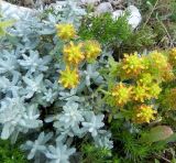 Teucrium aureum. Цветущие растения (в сообществе с подмаренником (?)) у подножия скалы. Франция, Прованс, Заповедник Вердон, видовая площадка на склоне оврага Вомаль. 25.07.2014.