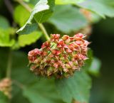 Physocarpus opulifolius. Созревающее соплодие. Московская обл., Раменский р-н, окр. дер. Хрипань, садовый участок. 30.06.2015.