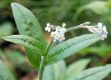 Myosotis krylovii