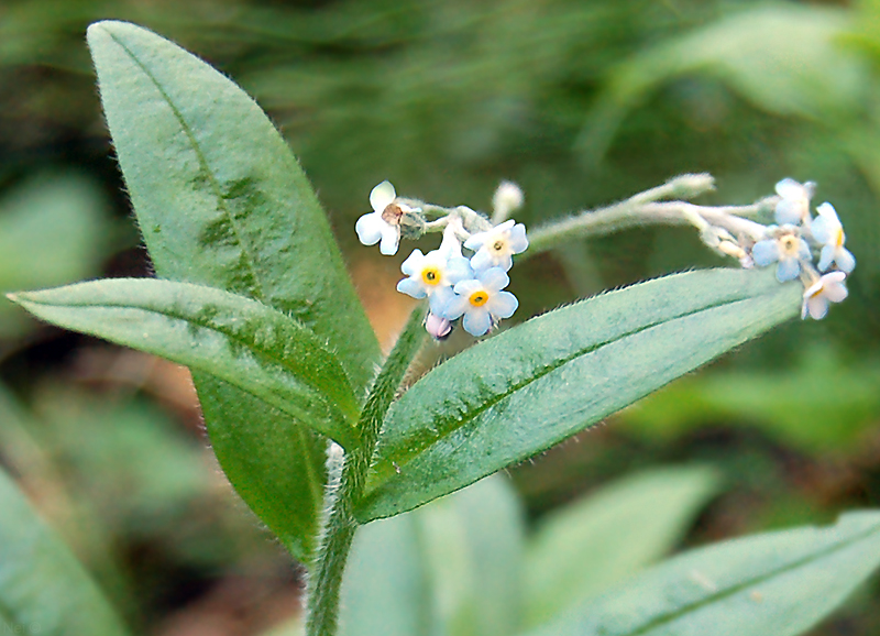 Изображение особи Myosotis krylovii.