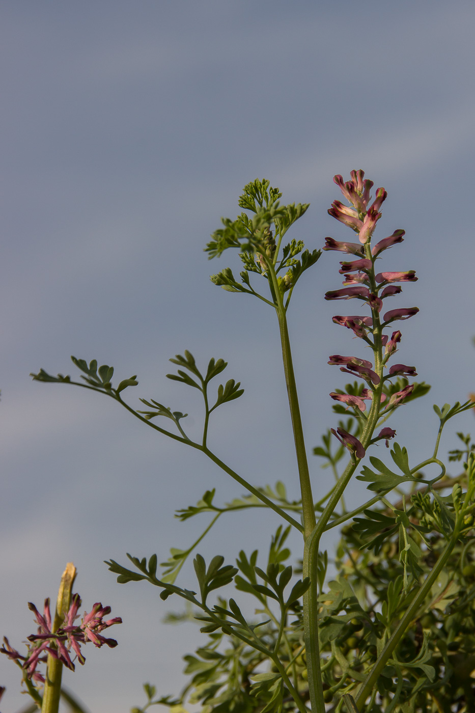 Изображение особи Fumaria officinalis.