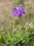 Primula amoena. Цветущее растение. Адыгея, Майкопский р-н, плато Лаго-Наки, хр. Каменное море. 19.07.2015.