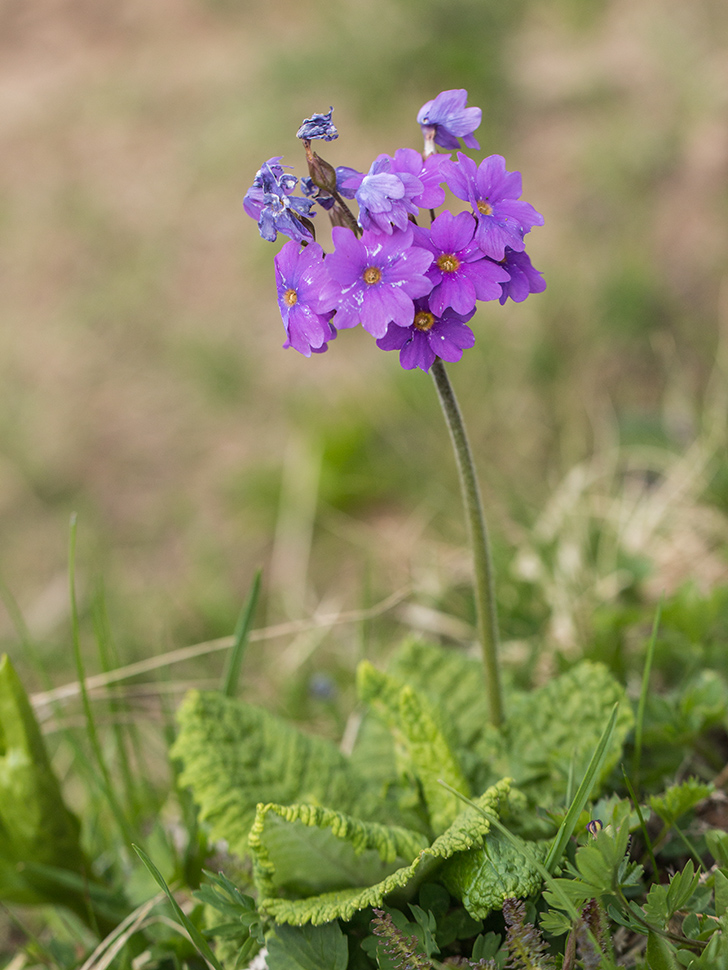 Image of Primula amoena specimen.