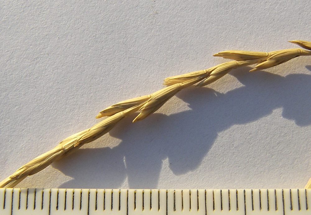 Image of Elytrigia elongatiformis specimen.