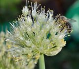 Allium fistulosum