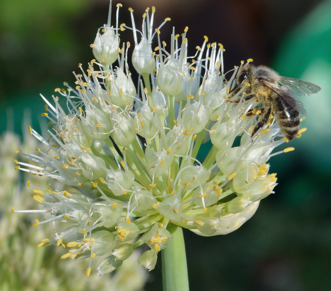 Изображение особи Allium fistulosum.