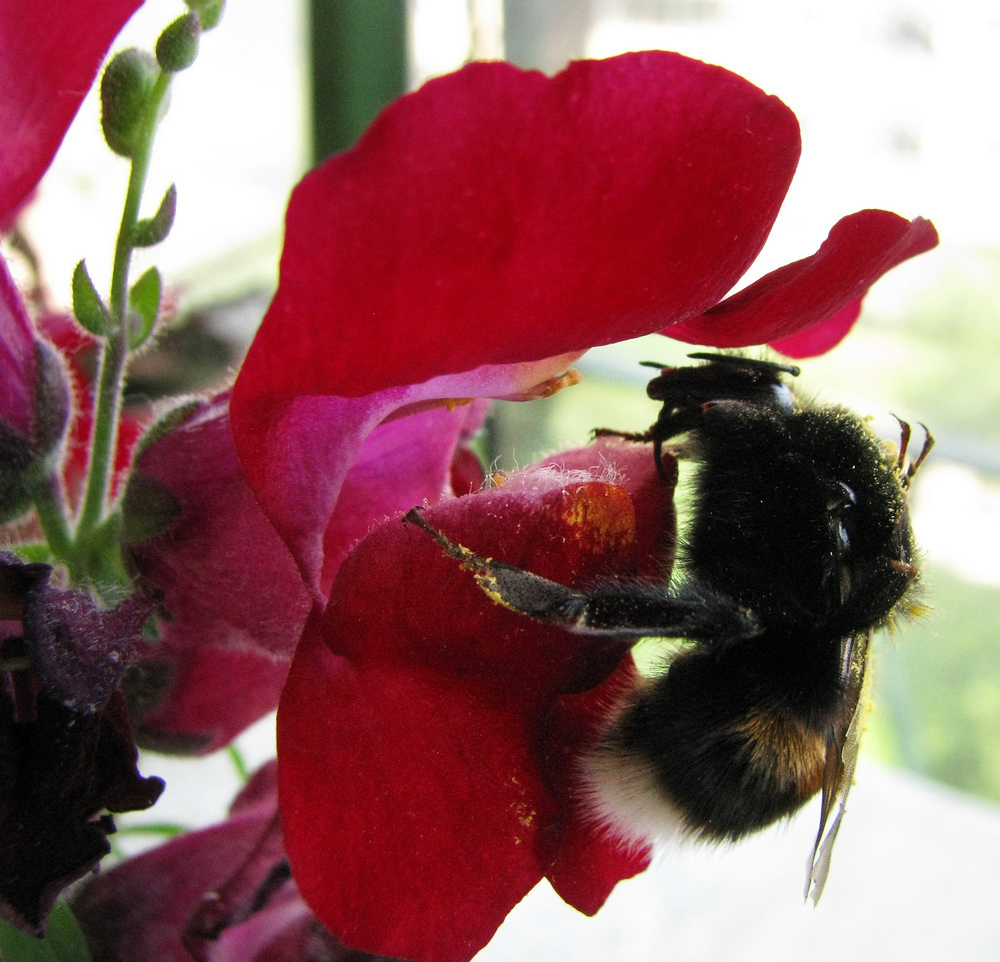 Изображение особи Antirrhinum majus.