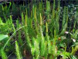 Lycopodium annotinum