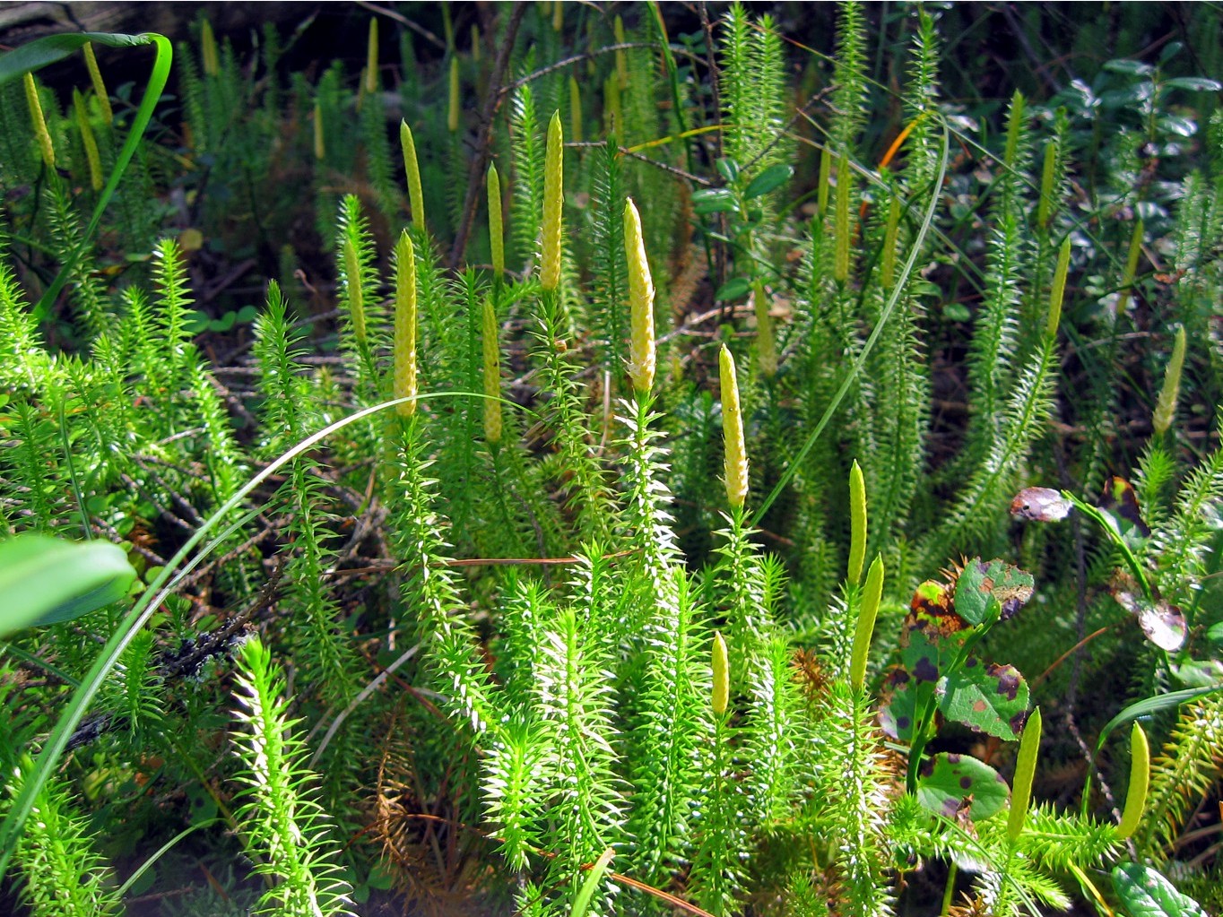 Изображение особи Lycopodium annotinum.