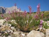 Chamaenerion colchicum