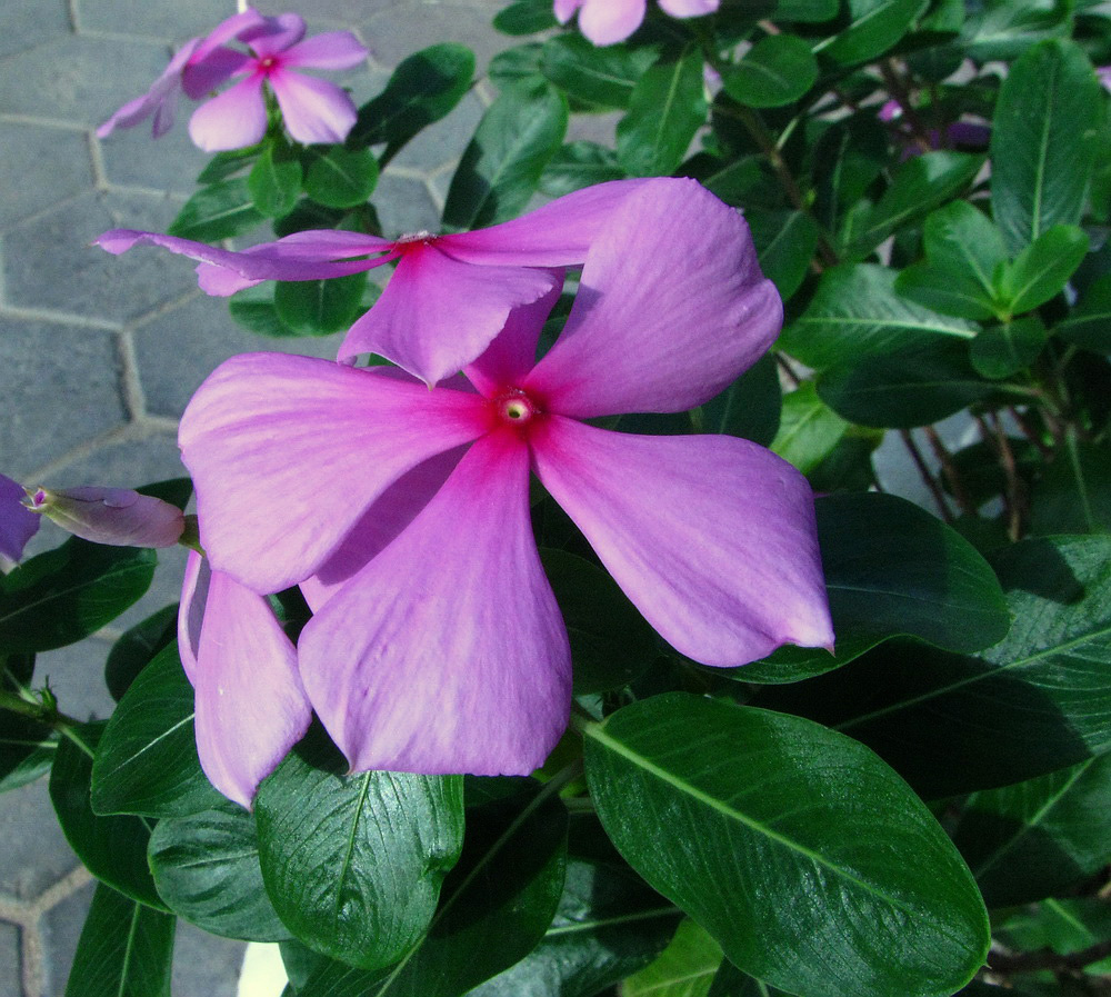 Изображение особи Catharanthus roseus.