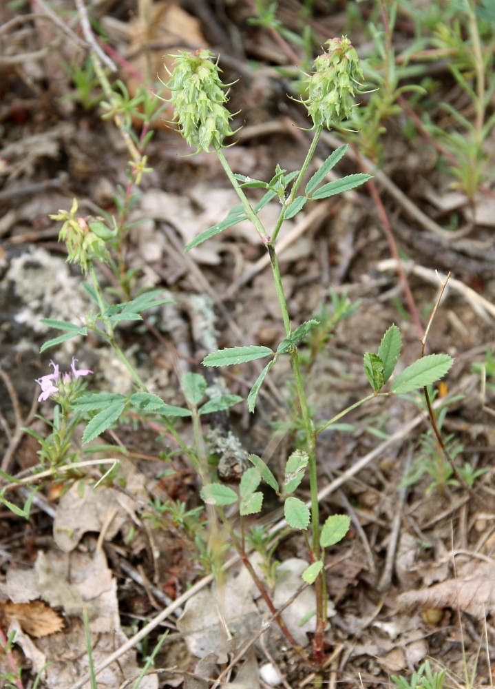 Image of Trigonella spicata specimen.