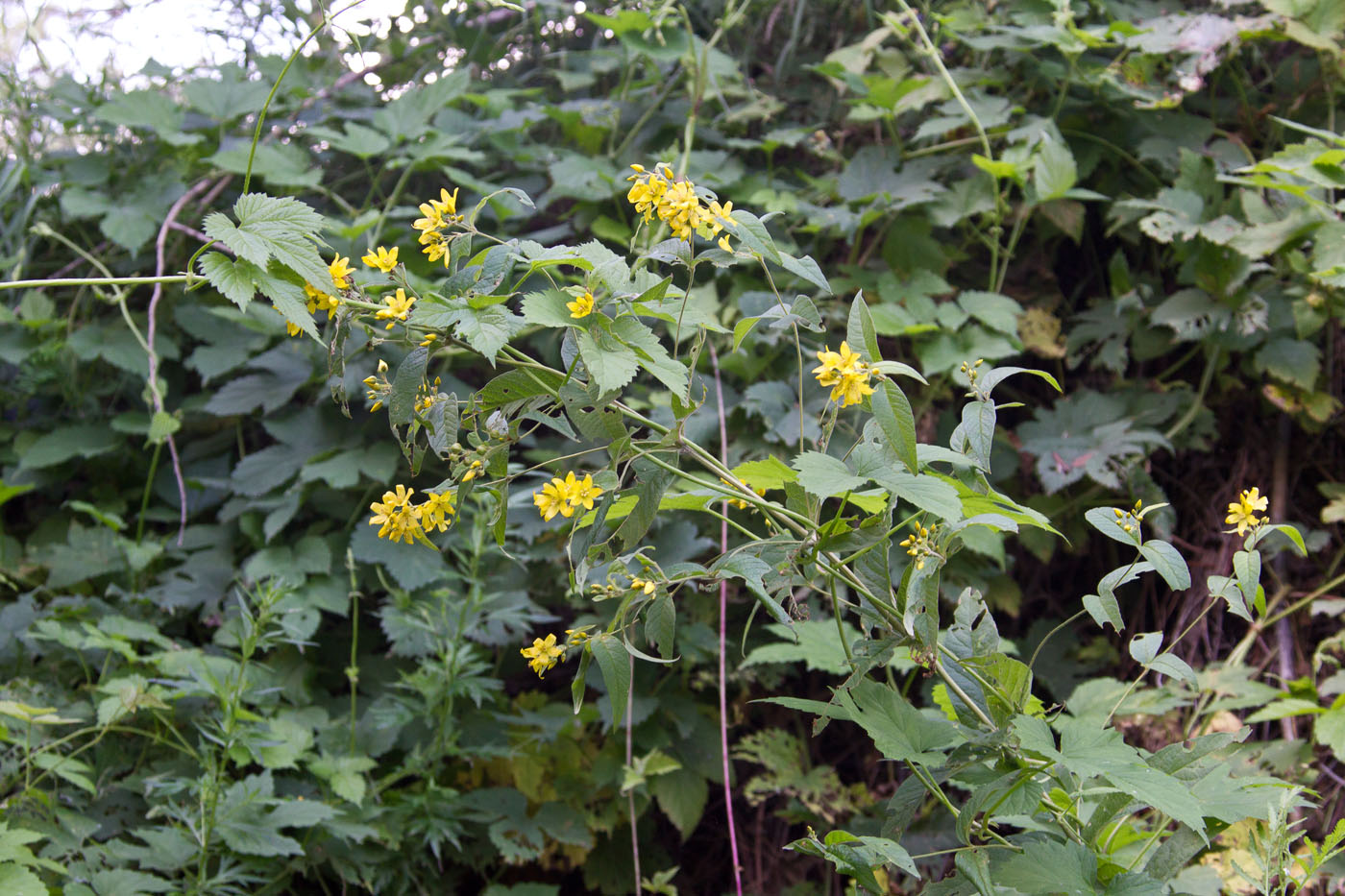 Image of Lysimachia vulgaris specimen.