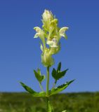 Scutellaria stepposa