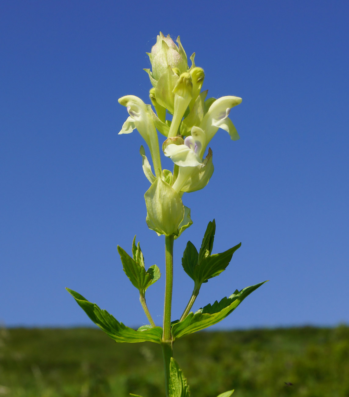 Изображение особи Scutellaria stepposa.