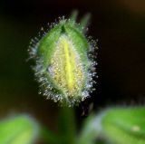 Salvia glutinosa. Бутон (хорошо видны липкие железистые волоски). Украина, Хмельницкая обл., Каменец-Подольский р-н, Национальный природный парк \"Товтры\", восточнее с. Леновка, урочище Совин Яр. 22 августа 2008 г.