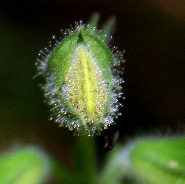 Изображение особи Salvia glutinosa.