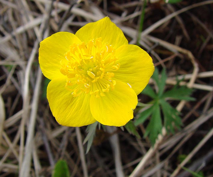 Изображение особи Trollius uniflorus.