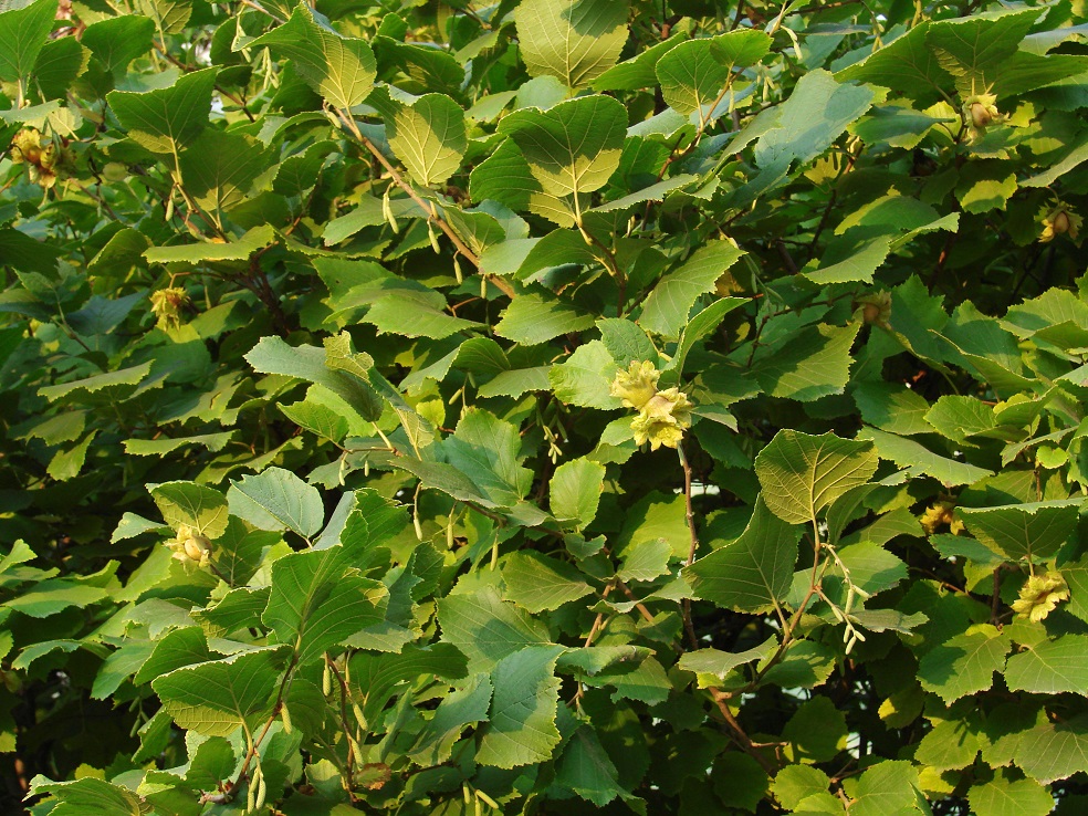 Изображение особи Corylus heterophylla.