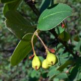 Cotoneaster melanocarpus. Верхушка побега с незрелыми плодами. Свердловская обл., окр. г. Североуральск, правый берег канала Дублёр. 28.06.2015.