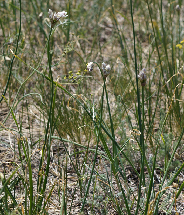 Image of Allium ramosum specimen.