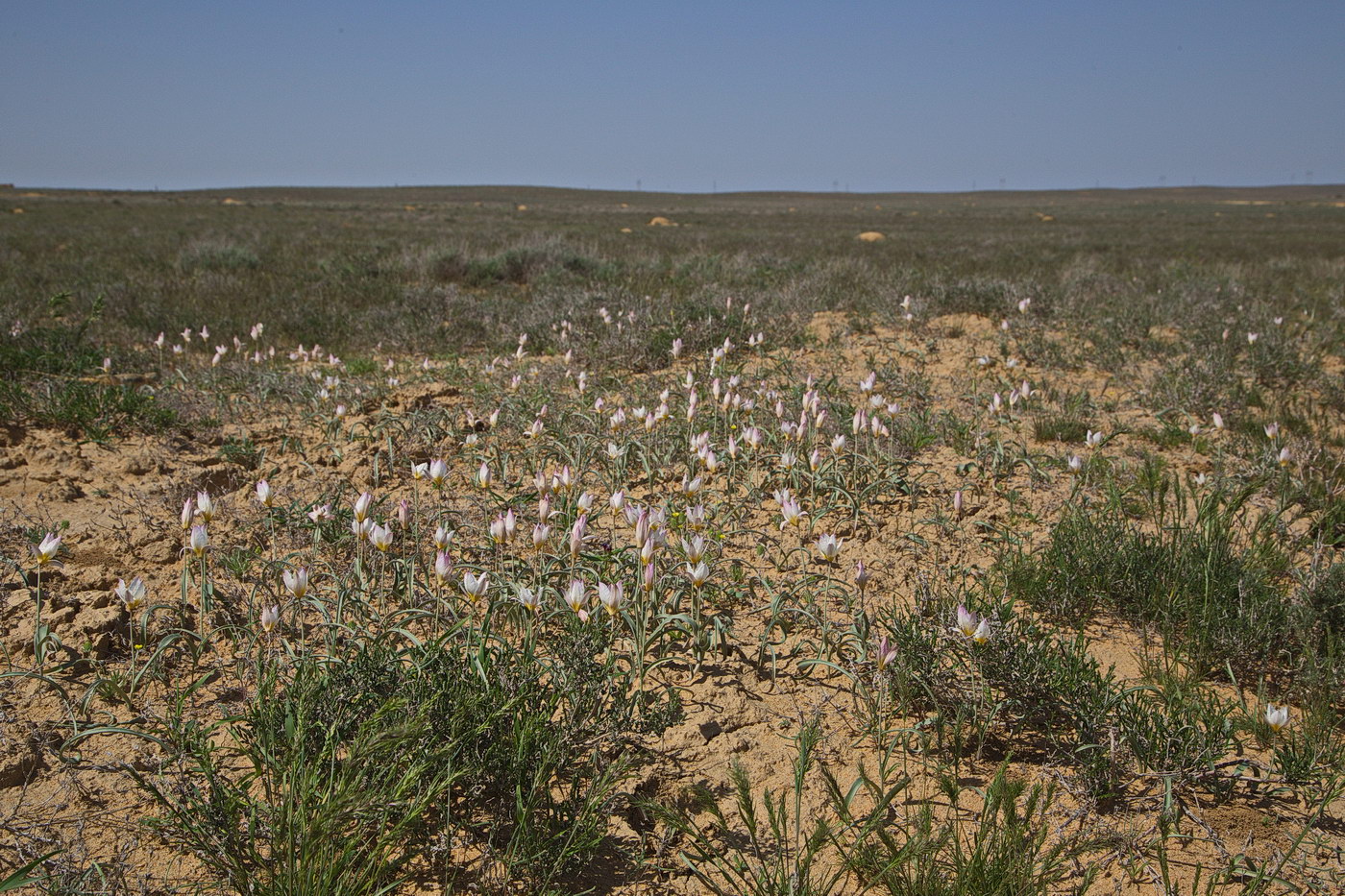 Image of Tulipa sogdiana specimen.