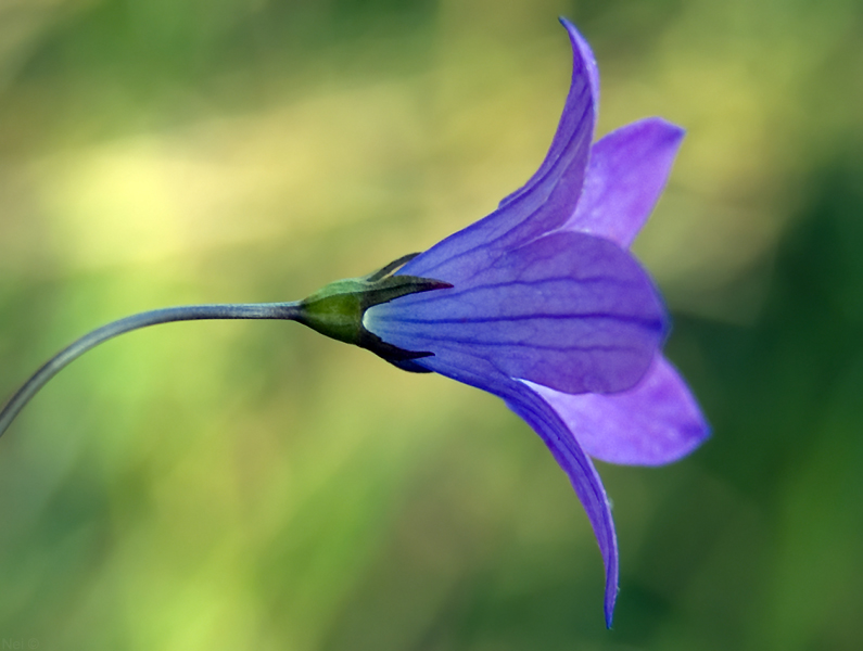 Image of Campanula patula specimen.