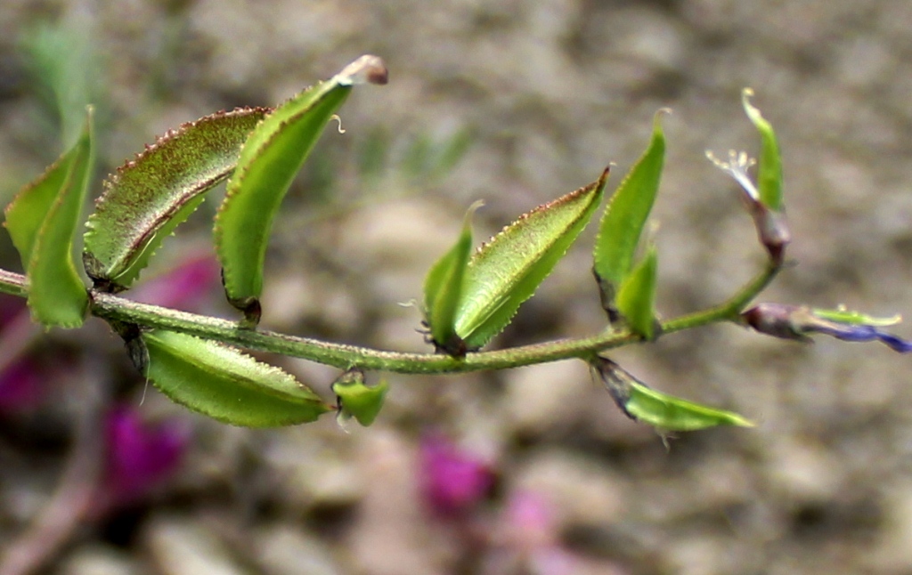 Image of Astragalus vicarius specimen.