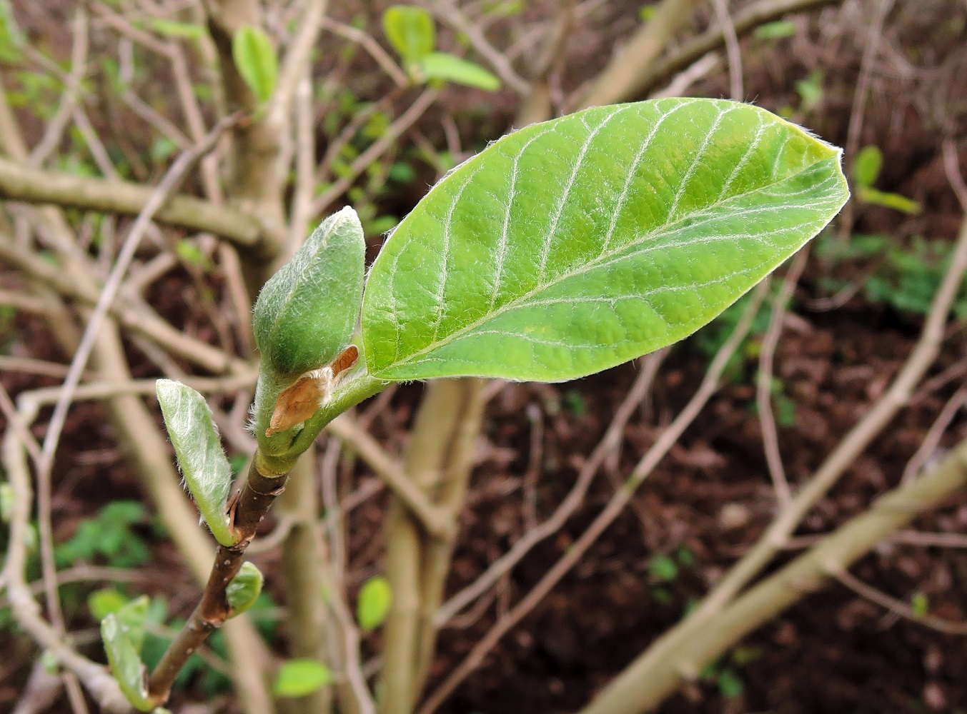 Image of Magnolia sieboldii specimen.