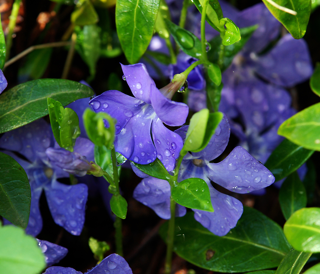 Image of Vinca minor specimen.
